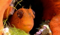   Orange Blenny  